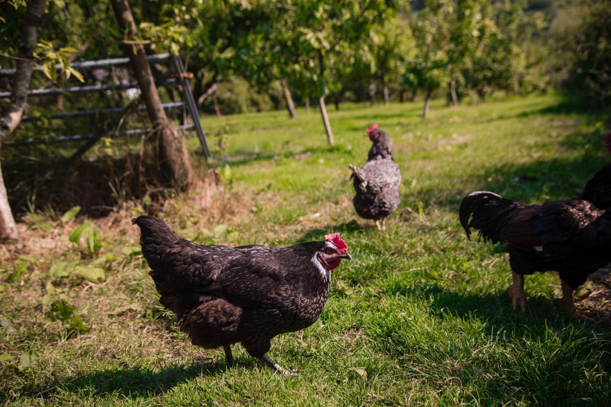 Trigonos - Quiet, Peaceful, Vegetarian B&B And Retreat Centre Nantlle Bagian luar foto
