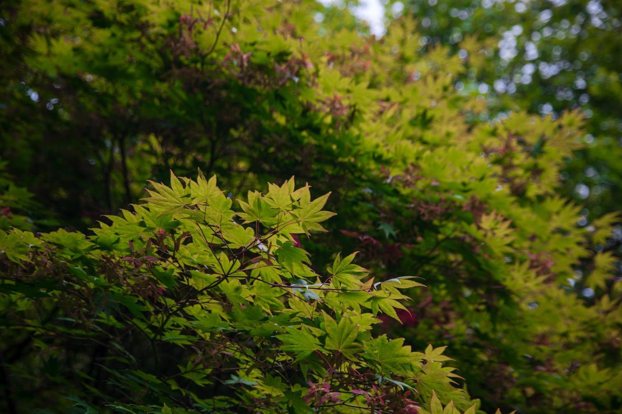 Trigonos - Quiet, Peaceful, Vegetarian B&B And Retreat Centre Nantlle Bagian luar foto